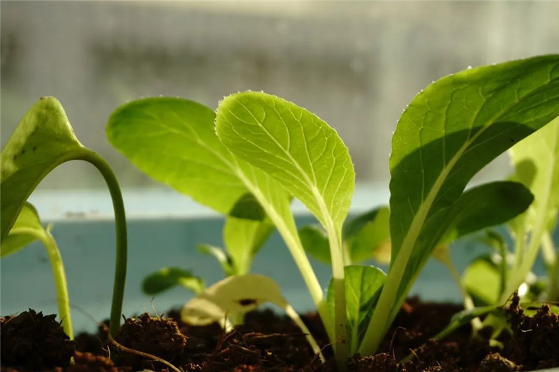 �S��ԓ���ʹ�ò��ܰl(f��)�]���^�߃rֵ��